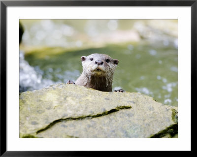 Asian Short Clawed Otter, Curious Otter Peering Over Rock, Earsham, Uk by Elliott Neep Pricing Limited Edition Print image