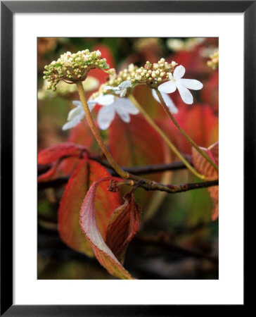 Viburnum Plicatum (Autumn Colour), November by Mark Bolton Pricing Limited Edition Print image