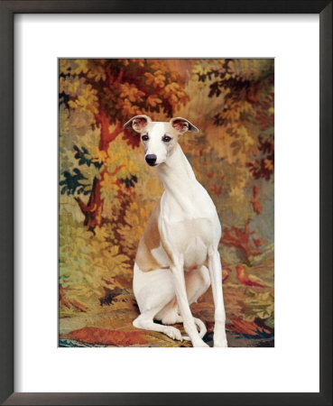 Portrait Of Whippet Chosen Best In Show At The 88Th Annual Westminster Kennel Club Dog Show by Nina Leen Pricing Limited Edition Print image