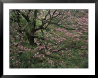 A Close View Of A Pink, Flowering Tree by Michael Melford Pricing Limited Edition Print image