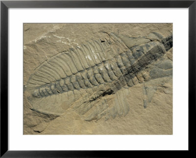 Ogygiopsis Klotzi, Fossil, Trilobite 50Mm Long With Small Fault Through It, Burgess Shale by Tony Waltham Pricing Limited Edition Print image
