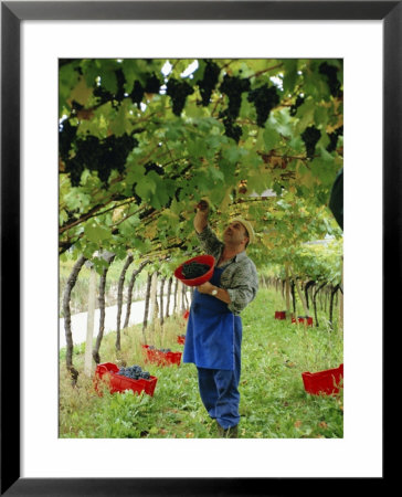 Man Picking Kabinett Grapes At Traminer Below Bolzano, Alto Adige, Italy by Michael Newton Pricing Limited Edition Print image