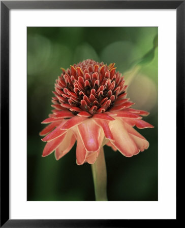 Torch Ginger Flower, St. Lucia, Windward Islands, West Indies, Caribbean, Central America by Yadid Levy Pricing Limited Edition Print image