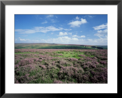 Heather On The Moors, North Yorkshire, England, United Kingdom by Jean Brooks Pricing Limited Edition Print image