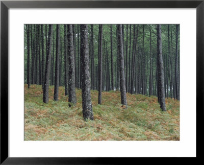 Pine Tree Trunks, Landes Forest, Near Lit Et Mixe, Landes, Aquitaine, France by Michael Busselle Pricing Limited Edition Print image
