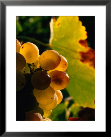 Chenin Blanc Grape Cluster, Napa Valley, California, Usa by Roberto Gerometta Pricing Limited Edition Print image