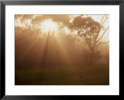 Mountain Fog And Mist Shroud Trees, Kokee State Park, Kauai, Hawaii, Usa by Ann Cecil Pricing Limited Edition Print image