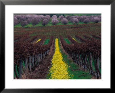 Vineyards And Almond Trees In The Mclaren Vale District, Australia by Diana Mayfield Pricing Limited Edition Print image