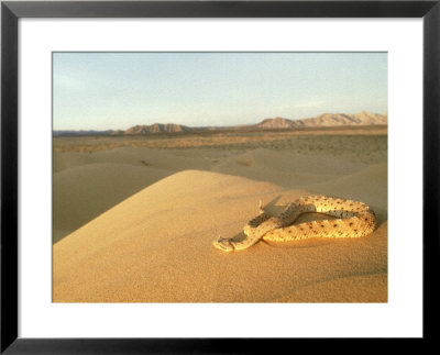 Sidewinder Rattle Snake In Desert, Sonoran Desert by Patricio Robles Gil Pricing Limited Edition Print image