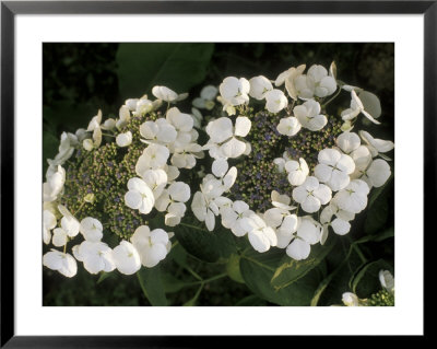 Hydrangea Macrophylla Libelle by Michele Lamontagne Pricing Limited Edition Print image