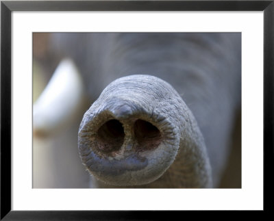 Indian Elephant, (Elephas Maximus), Trunk, Bandhavgarh N.P., Madhya Pradesh, India by Thorsten Milse Pricing Limited Edition Print image