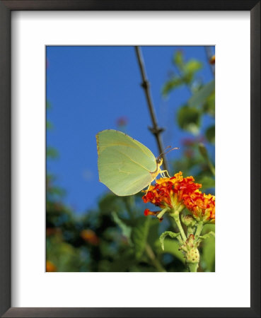 Brimstone Butterfly, Gonopteryx Rhan, And Orange Flower, Menorca (Minorca), Balearic Islands, Spain by Marco Simoni Pricing Limited Edition Print image