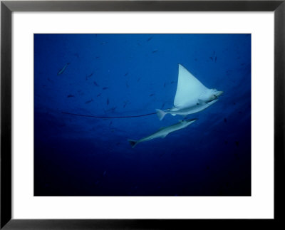 Spotted Eagle Ray, With Sharksuckers, Maldives by Manfred Pfefferle Pricing Limited Edition Print image