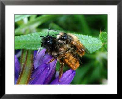 Solitary Bees, Mating On Flower, Cambridgeshire, Uk by Keith Porter Pricing Limited Edition Print image