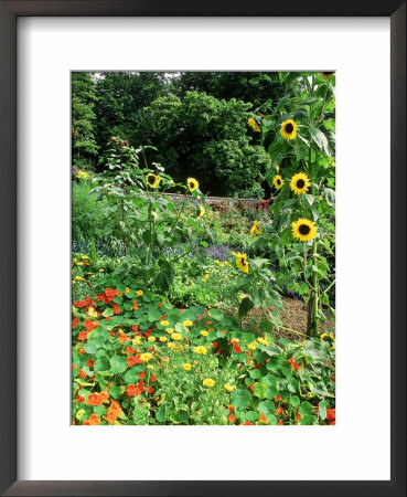 Tropaeolum (Nasturtium) & Helianthus (Sunflower), Kitchen Garden Hadspen, Somerset by Mark Bolton Pricing Limited Edition Print image