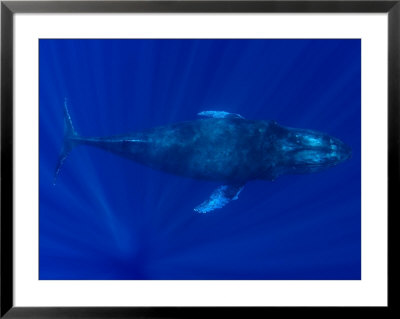 Humpback Whale, Hawaii by David B. Fleetham Pricing Limited Edition Print image