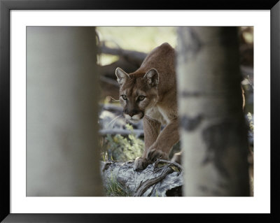 Mountain Lion Stalks Prey by Jim And Jamie Dutcher Pricing Limited Edition Print image