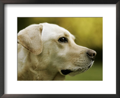 Yellow Labrador Retriever, Quebec, Canada by Robert Servranckx Pricing Limited Edition Print image