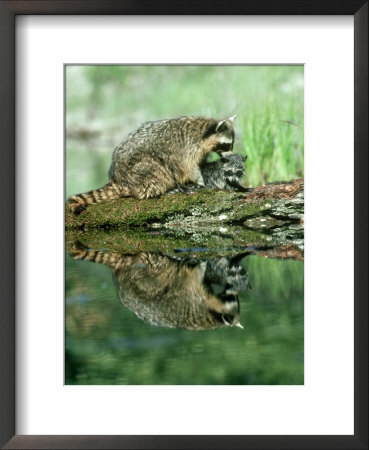 Raccoon, With Young, Usa by Alan And Sandy Carey Pricing Limited Edition Print image
