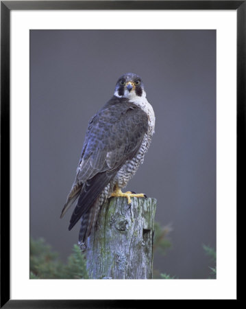 Peregrine Falcon (Falco Peregrinus), Scotland, Uk, Europe by David Tipling Pricing Limited Edition Print image
