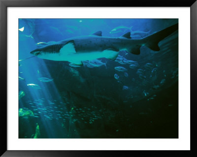Shark Aquarium, South Africa, Cape Town by Jacob Halaska Pricing Limited Edition Print image