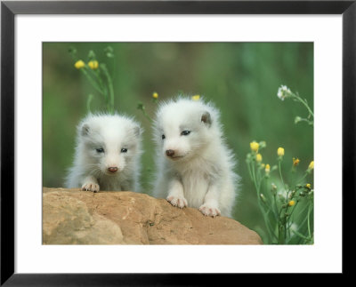 Arctic Fox, Young Pups Near Den, Alaska by Alan And Sandy Carey Pricing Limited Edition Print image