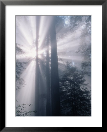 Sunrays Shining Through Redwood Trees by Inga Spence Pricing Limited Edition Print image