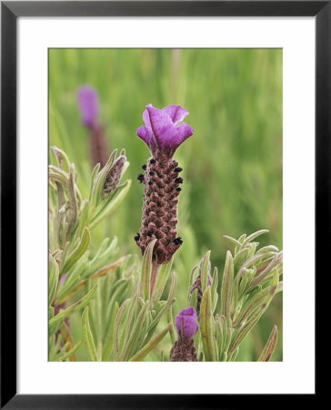 Lavender, Lavandula Stoechas Devonshire Compact by Geoff Kidd Pricing Limited Edition Print image