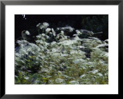 A View Of Daisies Blurred In Movement by Todd Gipstein Pricing Limited Edition Print image