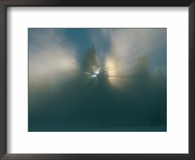 Sunlight Shines Through Pine Tree Branches In The Fog by Norbert Rosing Pricing Limited Edition Print image