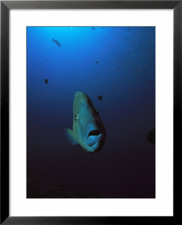 A Head-On View Of A Napoleon Wrasse by Heather Perry Pricing Limited Edition Print image