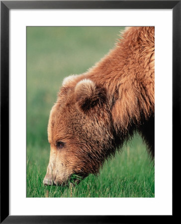 Brown Bear In Hallo Bay, Alaska, Usa by Dee Ann Pederson Pricing Limited Edition Print image