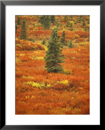 Fall Colors Of Black Spruce, Bearberry And Blueberry Bushes, Denali National Park, Alaska, Usa by Stuart Westmoreland Pricing Limited Edition Print image