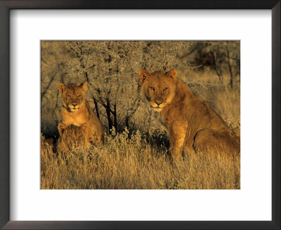 Lioness With Cubs, Panthera Leo, Etosha Nationa Park, Namibia, Africa by Thorsten Milse Pricing Limited Edition Print image