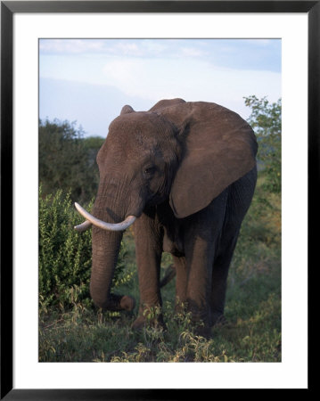 African Elephant, Tanzania by Robert Franz Pricing Limited Edition Print image