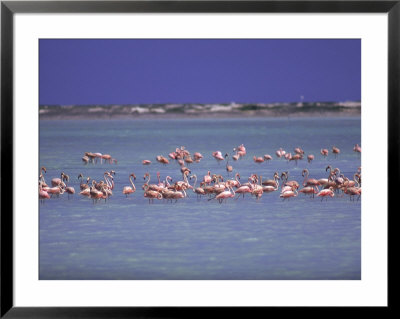 Flamingoes, Bonaire by John Dominis Pricing Limited Edition Print image