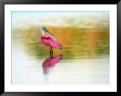 Roseate Spoonbill (Ajaja Ajaja), Sanibel, Fl by Kyle Krause Pricing Limited Edition Print image