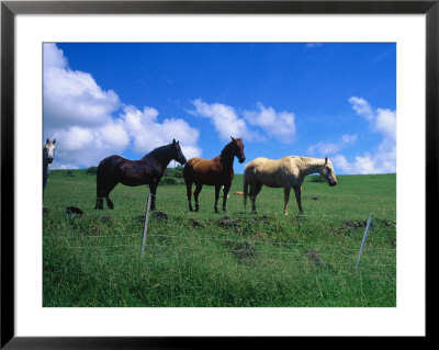 Horses In Field Near Hana, Maui, Hawaii by Mark Polott Pricing Limited Edition Print image