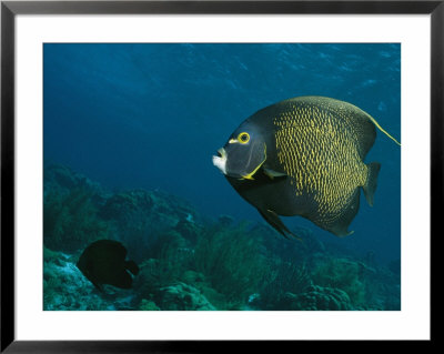 French Angelfish Swims Over A Coral Reef by George Grall Pricing Limited Edition Print image
