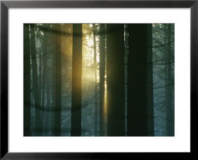 Dappled Sunlight Peeks Through The Trees In A Bavarian Forest by Peter Carsten Pricing Limited Edition Print image