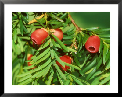 Yew, Berries by David Boag Pricing Limited Edition Print image