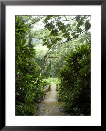 Flooded Path At Manoa Falls, Honolulu, Hawaii by Stacy Gold Pricing Limited Edition Print image