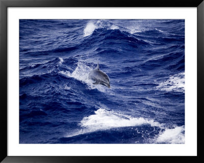 Bottlenose Dolphin Riding Waves, French Polynesia by Tim Laman Pricing Limited Edition Print image