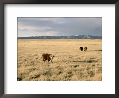 The Great Plains, New Mexico, Usa by Occidor Ltd Pricing Limited Edition Print image