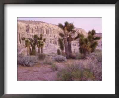 Joshua Trees, Mojave Yucca, Just Before Dawn, California by Adrian Neville Pricing Limited Edition Print image