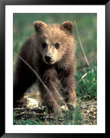 Grizzly Bear Cub In Alpine Meadow Near Highway Pass, Denali National Park, Alaska by Paul Souders Pricing Limited Edition Print image