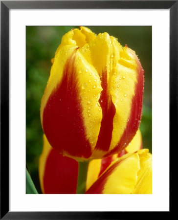 Tulipa Keizerskroon (Single Early) With Dew Drops by Chris Burrows Pricing Limited Edition Print image