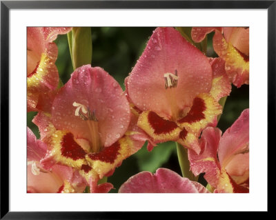 Butterfly Gladiolus by Chris Burrows Pricing Limited Edition Print image