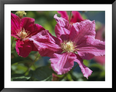 Close View Of Clematis Flowers by Darlyne A. Murawski Pricing Limited Edition Print image