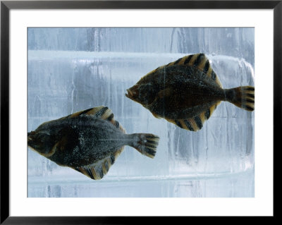 Pair Of Fish Frozen In Ice For The Sapporo Yuki Matsuri (Snow Festival), Sapporo, Hokkaido, Japan, by Oliver Strewe Pricing Limited Edition Print image